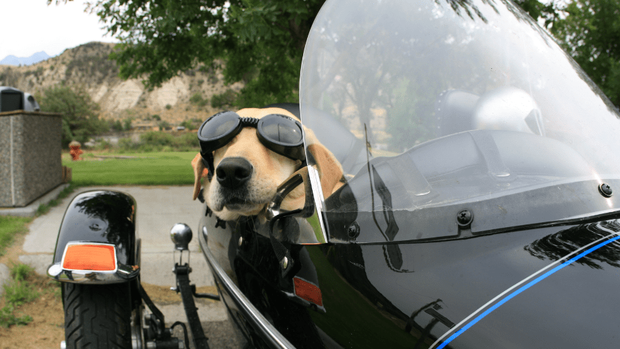 Découvrez la Somme à moto… avec votre chien !